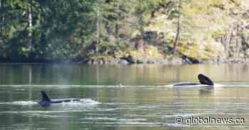 ‘It’s day-to-day’: Efforts continue to save orphaned orca calf off Vancouver Island