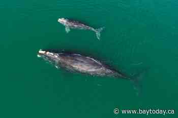 Endangered North Atlantic right whales lose three of 19 calves this season