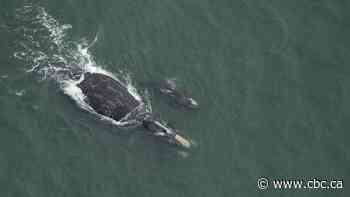 At least 3 endangered North Atlantic right whale calves have died so far this year, conservation group says