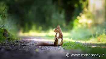 Gli scoiattoli abitano le ville di Roma: dove è possibile vederli in città