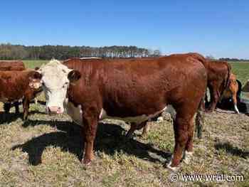 Regenerative farming: Old soil-focused practice saves Mount Olive family farm