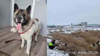 A dog named Hero lives up to his name and leads rescuers to his owner