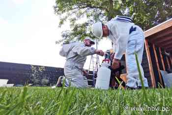 Verdelging Aziatische hoornaars straks altijd gratis in hulpverleningszone Noord-Limburg