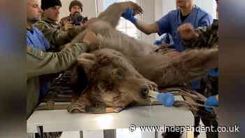 Rescue bear has ‘life-changing’ dental surgery after years in captivity