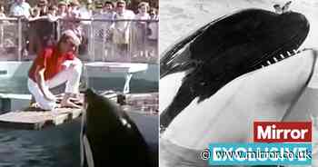 Miami Seaquarium's Hugo the Killer Whale 'crashed head into walls before trying to escape through window'