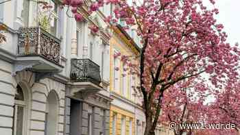 Rosa Spektakel - in Bonn blühen die Kirschbäume