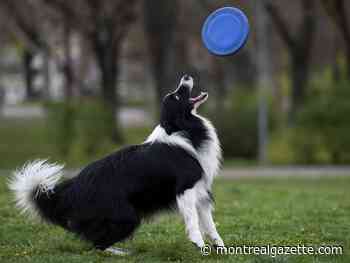 Does your dog understand when you say ’fetch the ball’? A new study in Hungary says yes