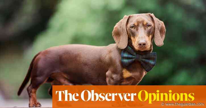 Cute, cuddly, and often crippled: look where the love of dogs has taken the British | Martha Gill