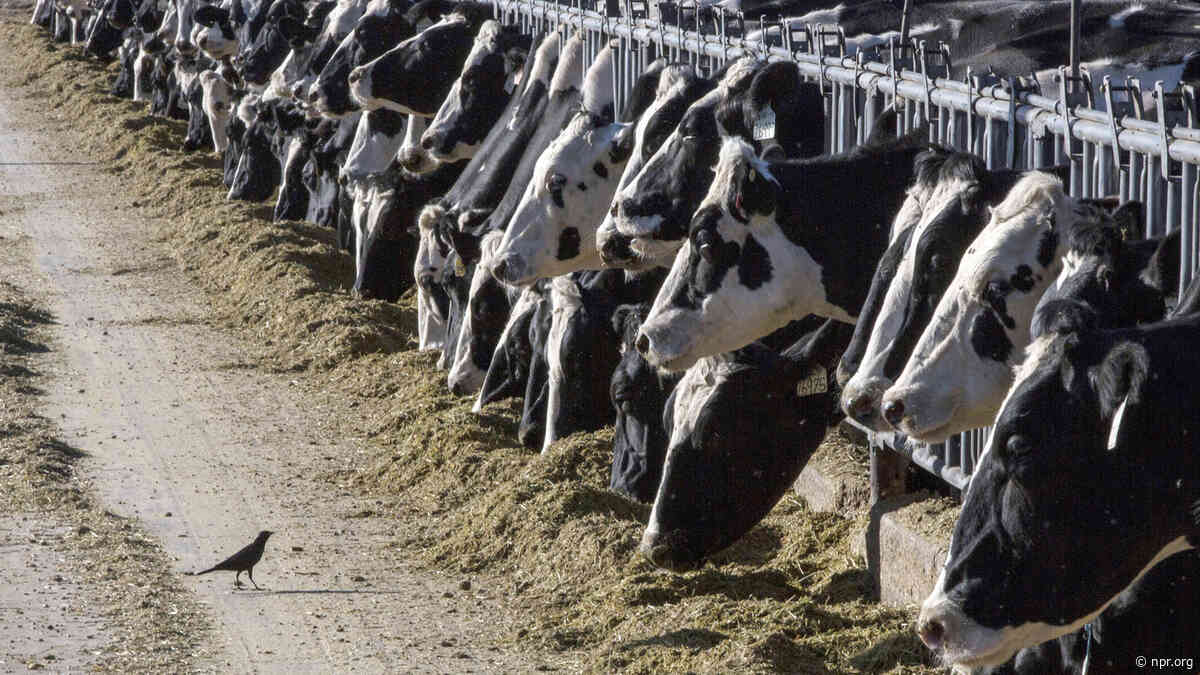 For the first time, U.S. dairy cows have tested positive for bird flu