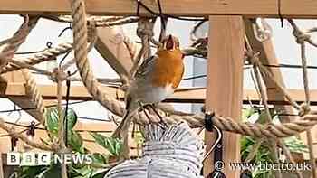 Watch: Robin sings to garden centre customers