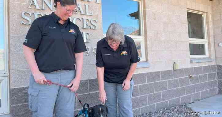 Like the rest of the nation, Moab’s animal shelters are packed