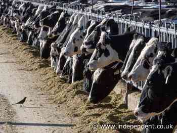 Second ever US avian flu case in humans recorded in Texas