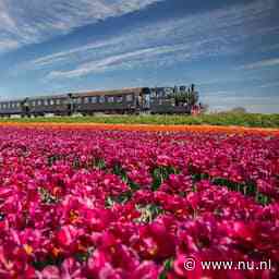 Stoomtrams in Noord-Holland rijden eerder om bloeiende tulpen niet te missen