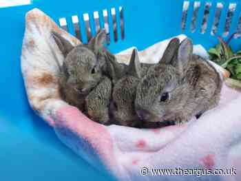 Baby bunnies rescued from East Sussex building site