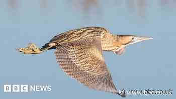 Appeal to listen out for 'bittern boom'
