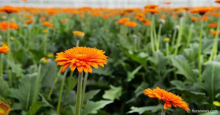 Royal FloraHolland noteert verlies van 17 miljoen euro over 2023, maar verwacht in 2024 zwarte cijfers