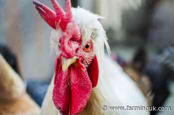 UK has self-declared zonal freedom from highly pathogenic bird flu