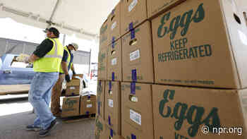 Bird flu has been detected at the largest chicken egg manufacturer in the U.S.