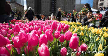 Celebrating History With 200,000 Tulips