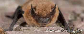 De gewone dwergvleermuis, zo bescherm je deze nachtelijke insectenjager