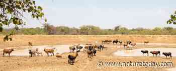 Extreme droogte in Zambia is ramp voor mens en natuur