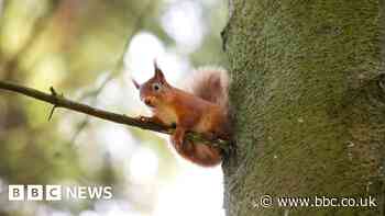 Disease that kills red squirrels moves north