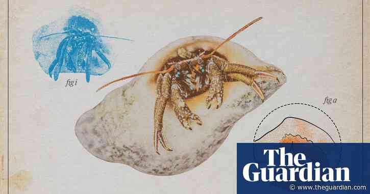 St Piran’s hermit crab – an opportunist with stunning eyes