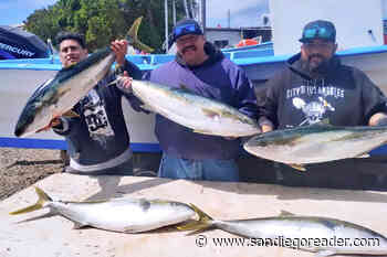 Bluefin Disappear But should Soon Return – Good Yellowtail Bite Down South