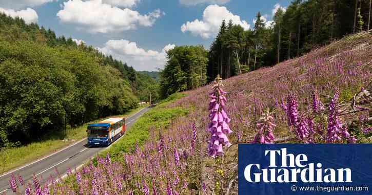 A car-free trip to the Forest of Dean: a moss-cloaked corner of ancient England