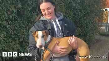 Dog sitting helping stressed and isolated students