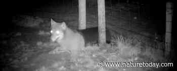 Een wolf heeft maar een klein gaatje nodig: Veluwse wolf kruipt door dassentunnel