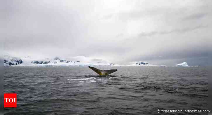 Escalating temperature in Antarctica sparks global concern for climate change