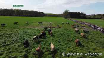 Koeiendans onthult vers lentegras in Oudsbergen
