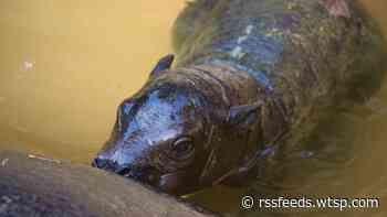 Rare, endangered hippo calf born at ZooTampa