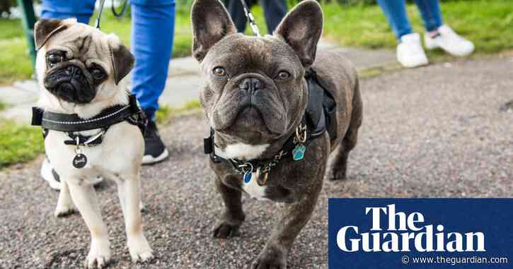 ‘Bulging skulls and protruding eyes’: Ten features dog owners should avoid