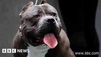 XL bully seized after man hurt in dog fight