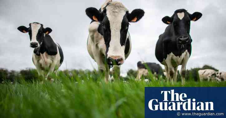 Mooing cows no grounds for noise complaint under new French law