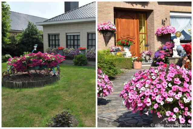 Geraniums, dahlia’s of margrietjes in je voortuin? In deze gemeente krijg je er applaus voor en kan je waardebonnen winnen: “Geeft cachet aan onze gemeente”