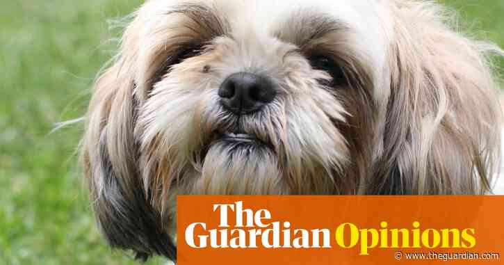 What Fifi the dog’s final months can show us about cancer treatment and caring until the end | Ranjana Srivastava