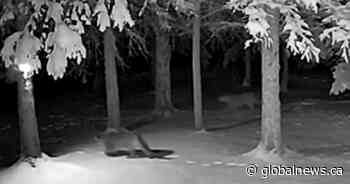 Family of cougars caught on camera at Alberta cabin