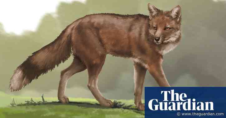 Fox bones at ancient burial site suggest animal may have been kept as pet