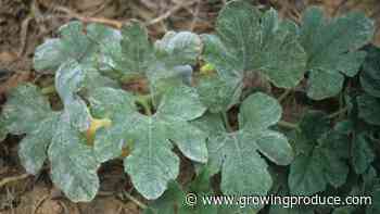 Recent Studies Point to Improved Squash Crops