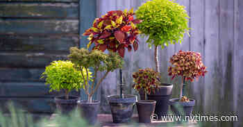 How to Grow Potted Topiaries