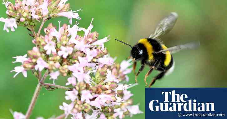 Nominations for UK invertebrate species of the year