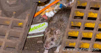 The Next Frontier in New York’s War on Rats: Birth Control