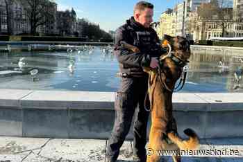Hoe een asielhond straks lid van het politiekorps wordt: “Hij werd geslagen door zijn vorige baasje”