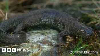 Ponds created to protect reservoir's newts
