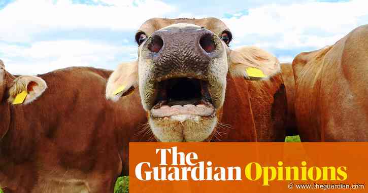 What should you do if a cow attacks? I’ve finally found the answer | Adrian Chiles