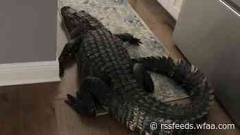 Nearly 8-foot alligator finds its way into Florida woman’s kitchen