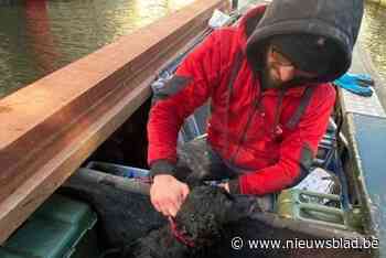 Stadsmedewerkers redden hondje uit Brugse reien: “Op de juiste plaats op het juiste moment”